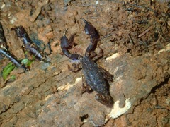 Scorpionidae