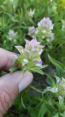 Orthocarpus cuspidatus cryptanthus