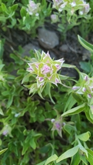 Orthocarpus cuspidatus cryptanthus