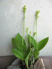 Liparis kumokiri
