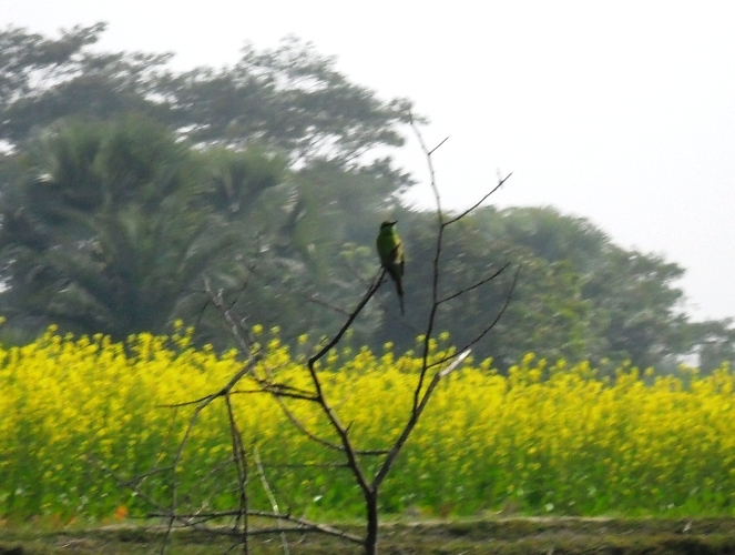 Asian Green Bee-eater