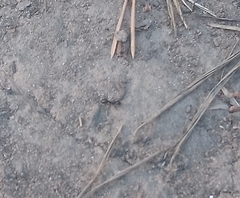Formicidae