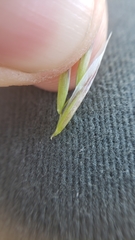 Melica stricta