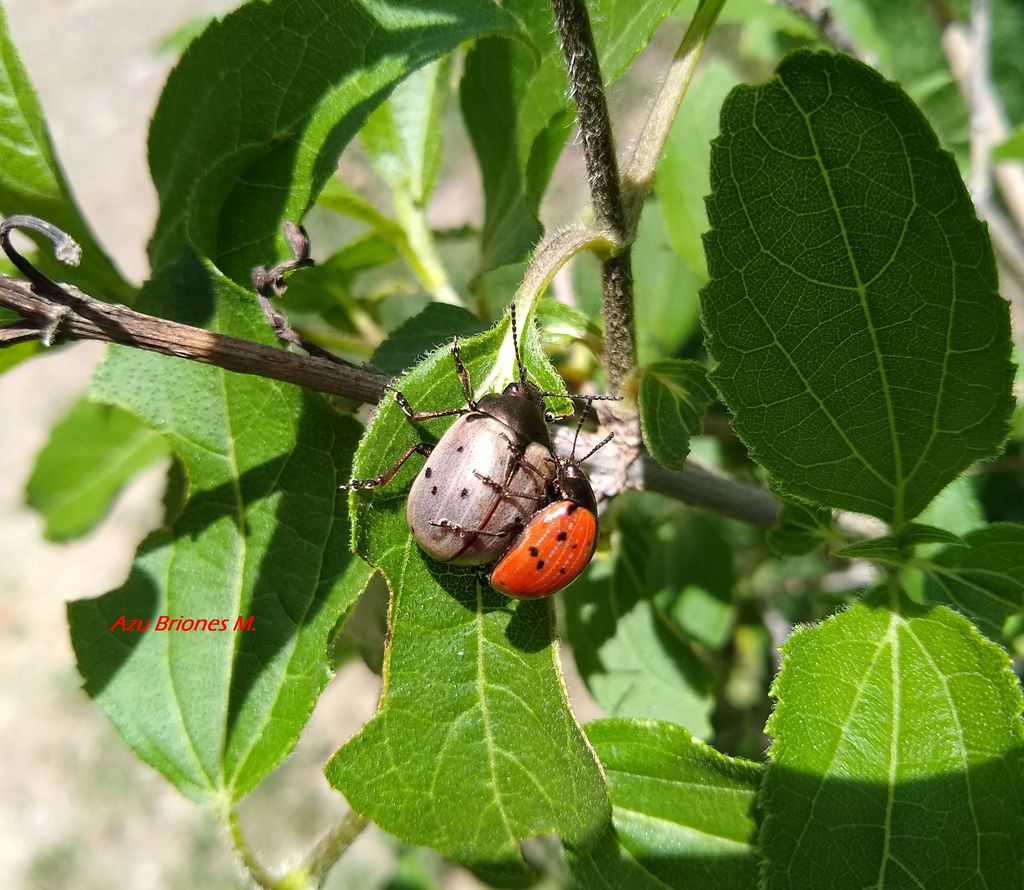 Leptinotarsa chalcospila