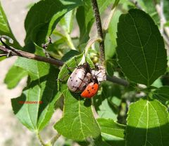 Leptinotarsa chalcospila