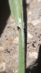 Melica stricta