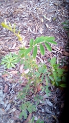 Chamaecytisus prolifer