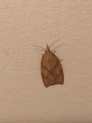 Cenopis reticulatana