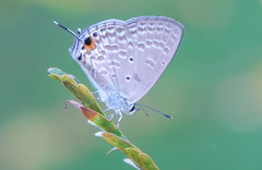 Catochrysops strabo strabo