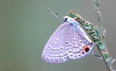 Catochrysops panormus exiguus