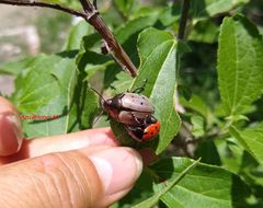 Leptinotarsa chalcospila