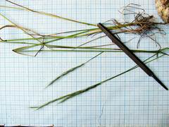Elymus pendulinus