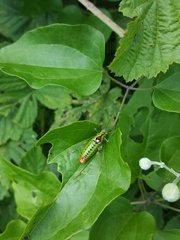 Poecilimon thoracicus