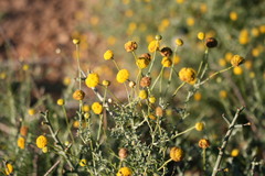 Pentzia punctata