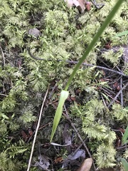Platanthera ephemerantha
