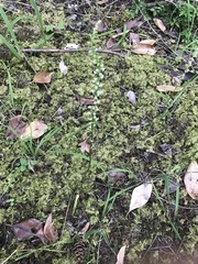 Platanthera ephemerantha