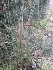 Juncus sarophorus