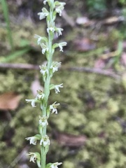 Platanthera ephemerantha