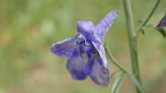 Delphinium × occidentale