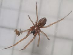 Steatoda grossa
