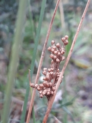 Juncus sarophorus