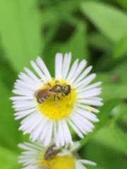 Halictus aerarius