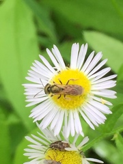 Halictus aerarius