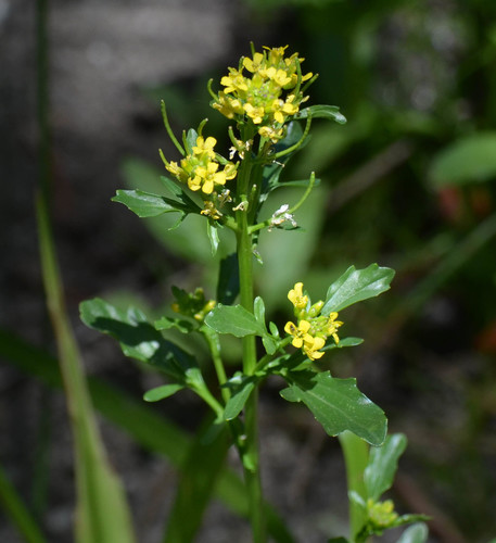 Barbarea orthoceras