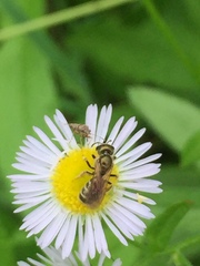 Halictus aerarius