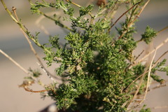 Pentzia punctata
