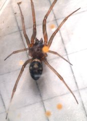 Steatoda grossa