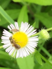 Halictus aerarius
