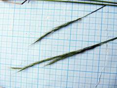 Elymus pendulinus