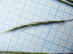 Elymus pendulinus