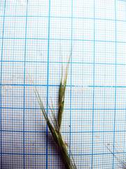 Elymus pendulinus