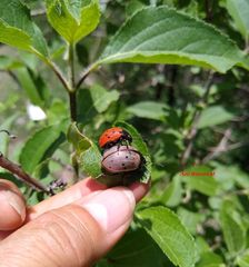 Leptinotarsa chalcospila
