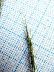 Elymus pendulinus
