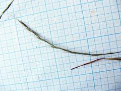 Elymus pendulinus