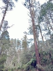 Eucalyptus regnans
