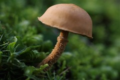 Cystoderma muscicola