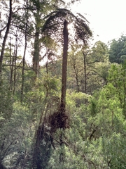 Cyathea australis