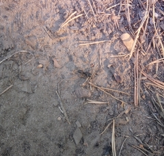 Formicidae