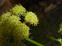 Propylea quatuordecimpunctata