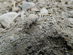 Trichalophus alternatus