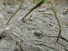 Trichalophus alternatus