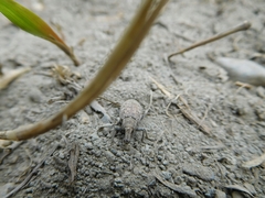 Trichalophus alternatus