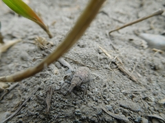 Trichalophus alternatus