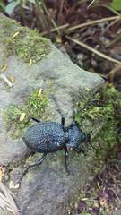Carabus gigas
