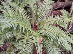Blechnum nudum