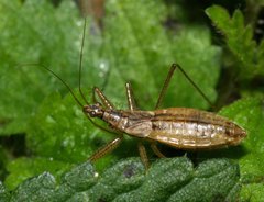 Nabis limbatus